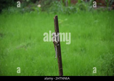 varie posa di scoiattolo sulla parte superiore del legno. Foto Stock