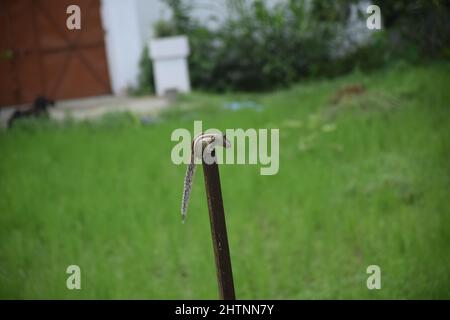 varie posa di scoiattolo sulla parte superiore del legno. Foto Stock