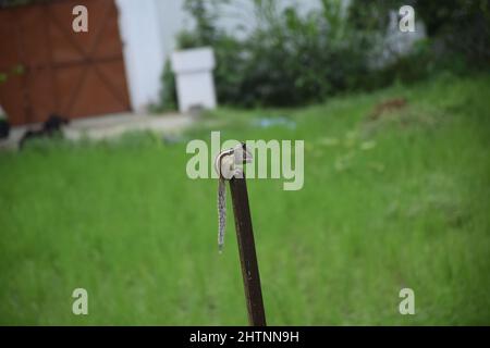 varie posa di scoiattolo sulla parte superiore del legno. Foto Stock