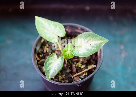 Bambino di caladio nella pentola Foto Stock