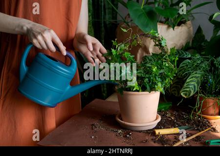 Donna giardiniere in un abito arancione annaffiatura pianta in vaso in serra circondata da piante appese utilizzando un blu di plastica annaffiatura può. Giardinaggio domestico, amore delle piante e cura. Piccola impresa. Foto Stock