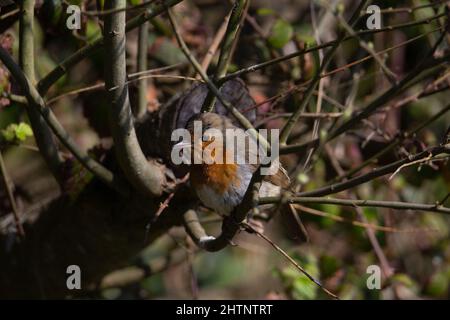 Un unico rapinatore europeo (Erithacus rubecula) in piedi su un ramo con ombre e luce solare Foto Stock