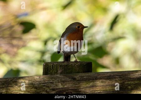 Rapina europea (Erithacus rubecula) arroccata su una recinzione e isolata su uno sfondo verde naturale Foto Stock