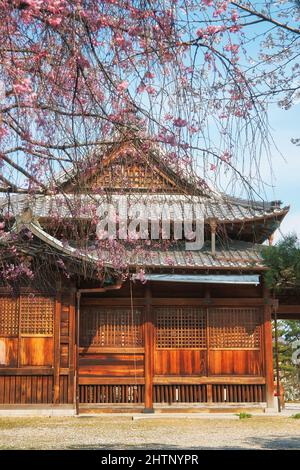La vista del festival della fioritura dei ciliegi (hanami) al Tamotsu Chiyo Inari Shrine Nagoya Branch. Nagoya. Giappone Foto Stock