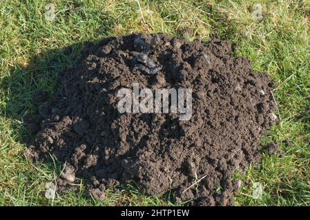 Volpe rosse (Vulpes vulpes) gocciolando su un molehill (Talpa europaea) in un pascolo aperto, Berkshire, febbraio Foto Stock