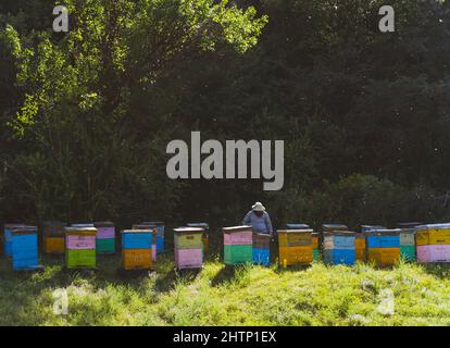 alveari colorati e apicoltore ottenere miele. Foto Stock