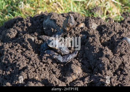 Volpe rosse (Vulpes vulpes) gocciolando su un molehill (Talpa europaea) in un pascolo aperto, Berkshire, febbraio Foto Stock