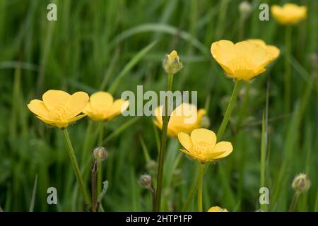 Prato o campo farfalle in fiore giallo in pascolo di erbe miste all'inizio dell'estate, Berkshire, maggio Foto Stock