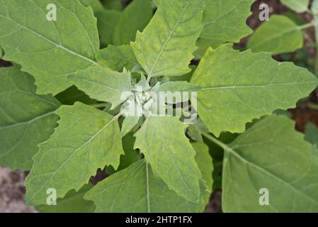 Gallina grassa, quartiere di agnello o piede d'oca (album di Chenopodium) apex mostrando sia giovani che vecchie foglie su un'erbaccia annuale, giugno Foto Stock