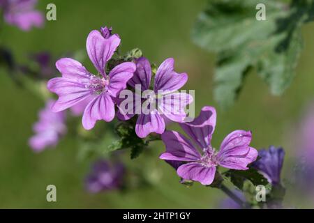Mallow comune (Malva syvestris) fiori viola-rosa con strisce scure su pianta perenne, Berkshire, luglio Foto Stock