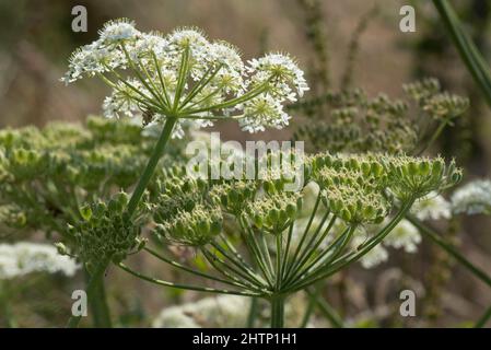 Fiore bianco umbel e verde non maturo testa di seme di alghe comuni (Heracleum sphondylium), Berkshire, luglio Foto Stock