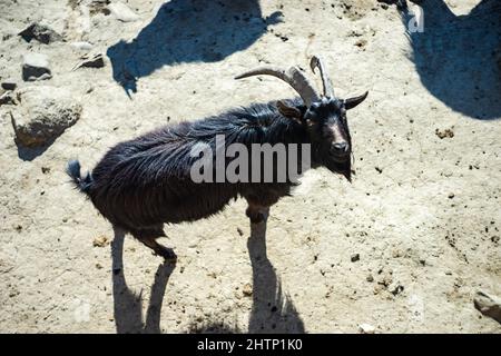 13 Febbraio 2022, Tbilisi, Georgia: Carine capre nello Zoo di Tbilisi, Georgia Foto Stock