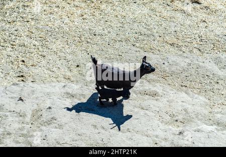 13 Febbraio 2022, Tbilisi, Georgia: Carine capre nello Zoo di Tbilisi, Georgia Foto Stock