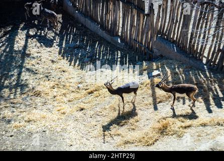 13 Febbraio 2022, Tbilisi, Georgia: Carine capre nello Zoo di Tbilisi, Georgia Foto Stock