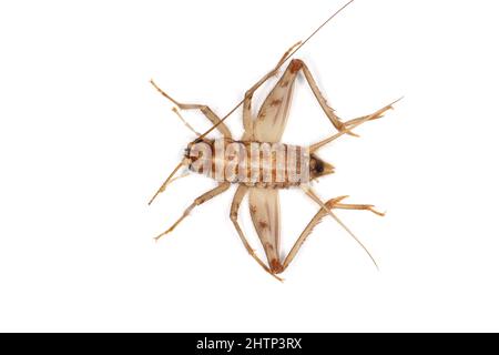 Cricket cubano, Gryllus assimilis, una specie di allevamento, insetto alimentare. Cibo per rettili, anfibi, ragni. Foto Stock