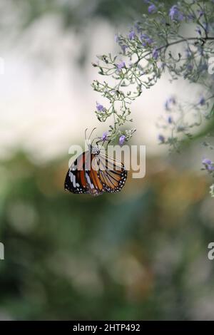 Una farfalla arroccata su alcuni fiori di lavanda Foto Stock