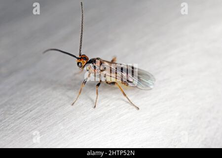 Habrobracon hebetor è un vespa della famiglia Braconidae, appartenente alla famiglia delle Acidae, appartenente alla famiglia delle Acidae. Foto Stock