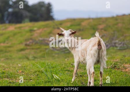 primo piano di una giovane capra bianca cammina al verde erba Foto Stock