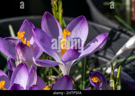 Crocus Sieberi subsp atticus 'Firefly' una pianta bulbosa primaverile fiorita con un fiore di primavera viola, foto di scorta Foto Stock