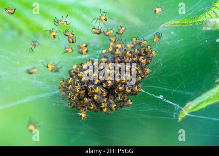 Bambini ragni del ragno del tessitore dell'Orb della Croce (araneus diadematus) o ragno del diadem che è conosciuto come il ragno comune del giardino, immagine della foto di scorta Foto Stock