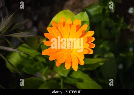 Primo piano di un bel fiore di marigold arancione fresco su uno sfondo di erba verde cresce in un giardino di casa, vista dall'alto Foto Stock