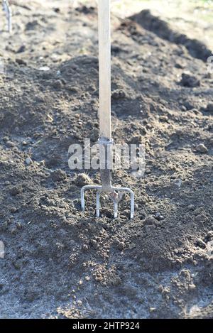 pitchfork bloccato nel terreno. giardinaggio Foto Stock
