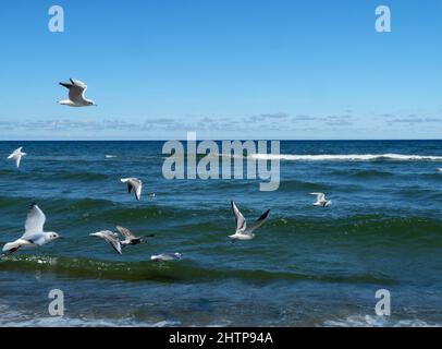 Gabbiani che volano in una giornata estiva sul Mar Baltico sulla costa della famosa località balneare di Jastrzębia Góra, nel nord della Polonia Foto Stock