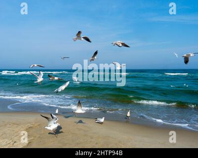 Gabbiani che volano in una giornata estiva sul Mar Baltico sulla costa della famosa località balneare di Jastrzębia Góra, nel nord della Polonia Foto Stock