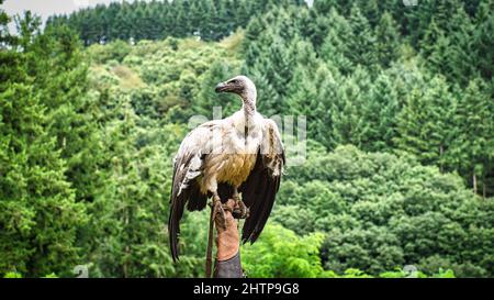 Griffon Vulture sul guanto di falconer pronto a volare da vicino. Colossale uccello grande. L'alimentatore di asso è molto impressionante Foto Stock