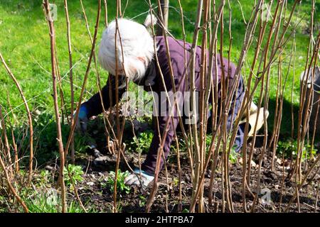 Anziana donna anziana inginocchiata sarchiatura intorno ai cespugli di lamponi canne in giardino inverno Febbraio 2022 Carmarthenshshire Galles Regno Unito Gran Bretagna KATHY DEWITT Foto Stock