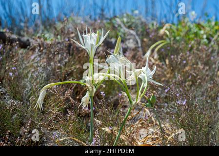 Fiori di mare daffodil, Pancratium maritimum. Foto scattata a Cala Tortuga, comune di Mahon, Minorca, Spagna Foto Stock