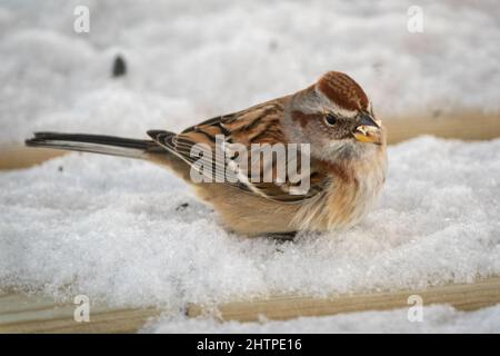 Questo American Tree Sparrow è un visitatore quotidiano alla mia stazione di alimentazione degli uccelli nella nostra casa rurale Door County Wisconsin. Foto Stock