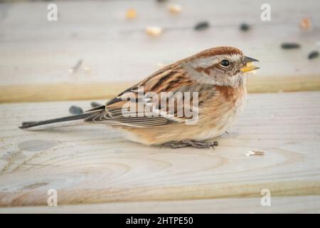 Questo American Tree Sparrow è un visitatore quotidiano alla mia stazione di alimentazione degli uccelli nella nostra casa rurale Door County Wisconsin. Foto Stock