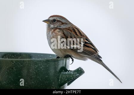 Questo American Tree Sparrow è un visitatore quotidiano alla mia stazione di alimentazione degli uccelli nella nostra casa rurale Door County Wisconsin. Foto Stock