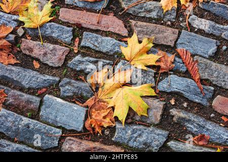 L'acero d'autunno lascia su un pavimento di pietra. Foto Stock