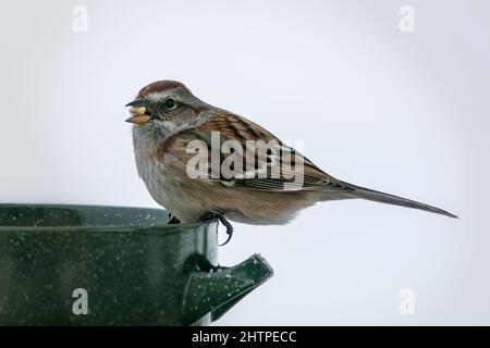 Questo American Tree Sparrow è un visitatore quotidiano alla mia stazione di alimentazione degli uccelli nella nostra casa rurale Door County Wisconsin. Foto Stock