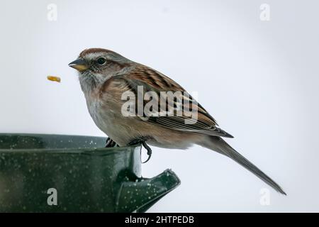 Questo American Tree Sparrow è un visitatore quotidiano alla mia stazione di alimentazione degli uccelli nella nostra casa rurale Door County Wisconsin. Foto Stock