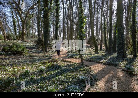 I visitatori dell'annuale Snowdrop Walk presso la Casa di Dio, una casa per anziani fondata a Greatham Hartlepool nel 1273 Foto Stock