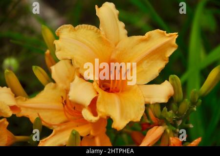 Arancione e giallo iride fiorente con sfondo verde colorato. Arancione luminoso con grande resistenza giorno in giardino primo piano. Foto Stock