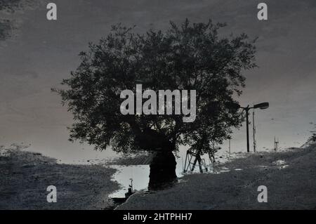 Albero riflesso in una pozzanghera. Un albero si riflette in una pozzanghera. Dipinti primaverili. Pozzanghere e fango Foto Stock