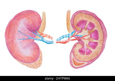 Reni, illustrazione dello stock del diagramma dell'organo interno umano, disegnato con matite colorate Foto Stock