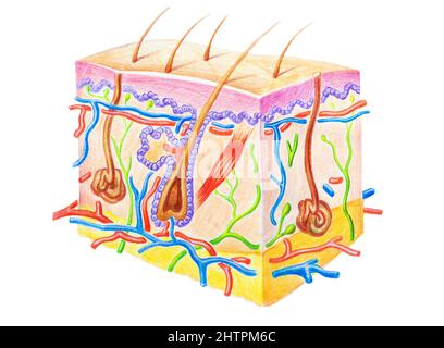 Struttura della pelle umana che mostra strati della pelle, capelli e ghiandola sudoripare. Illustrazione disegnata a mano con matite colorate Foto Stock