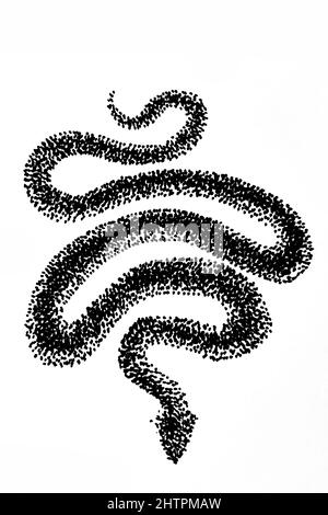 Penna e inchiostro di disegno di un serpente o serpente, con lavaggio  colore; rubrication e testo. De animalium proprietate. Secondo quarto del  XVI secolo-3a quarto del XVI secolo. Fonte: Burney 97 f.27.