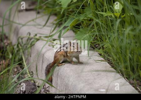 Primo piano di un chippunk selvatico su una pietra bianca vicino alle piante verdi Foto Stock