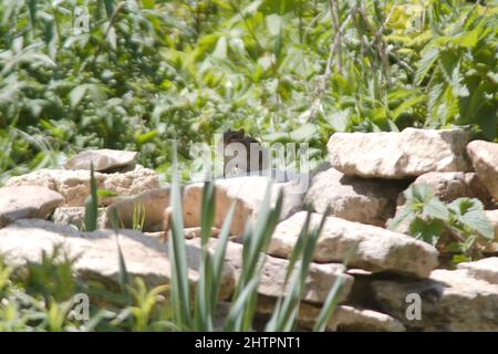 Primo piano di un chippunk selvatico su una pietra bianca vicino alle piante verdi Foto Stock