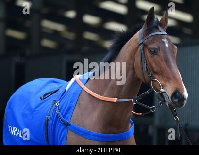 Horse Scarface durante una visita a Colin Tizzard e al cantiere di Joe Tizzard presso la Spurles Farm, Somerset. Data foto: Mercoledì 2 marzo 2022. Foto Stock