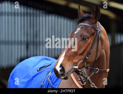 Horse Scarface durante una visita a Colin Tizzard e al cantiere di Joe Tizzard presso la Spurles Farm, Somerset. Data foto: Mercoledì 2 marzo 2022. Foto Stock