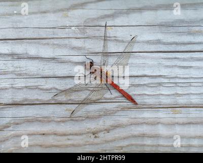 Darter comune che riposa su una fence boscosa Foto Stock