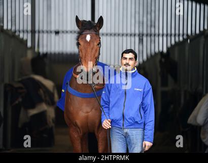 Traduzione di cavalli durante una visita al Colin Tizzard e al cantiere di Joe Tizzard presso la Spurles Farm, Somerset. Data foto: Mercoledì 2 marzo 2022. Foto Stock