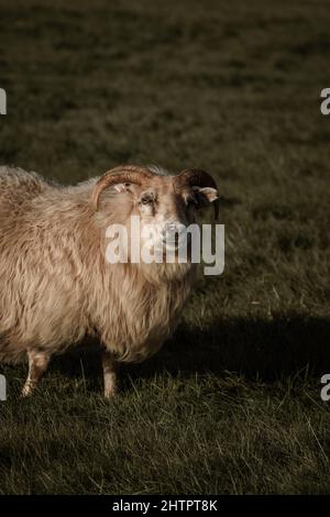 Pecore islandesi nel loro ambiente in una fattoria al largo della costa meridionale dell'Islanda. Foto Stock